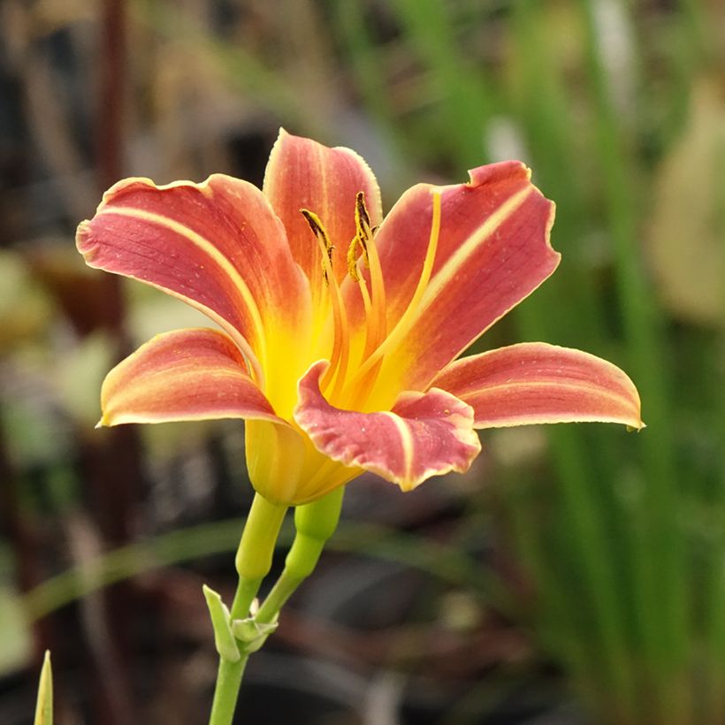 Hemerocallis Everydaylily Red Ribs - Emerocallide (Fioritura)