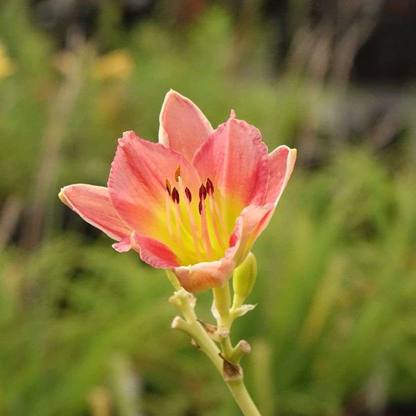 Hemerocallis Final Touch - Emerocallide (Fioritura)