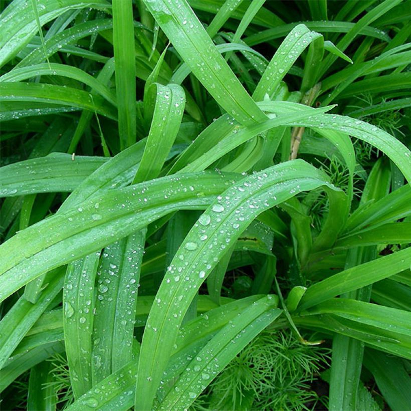 Hemerocallis Hunter's Torch - Emerocallide (Fogliame)