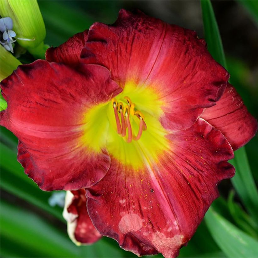 Hemerocallis Hunter's Torch - Emerocallide (Fioritura)