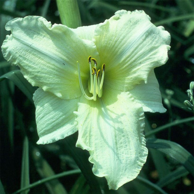 Hemerocallis Iron Gate Glacier - Emerocallide (Fioritura)