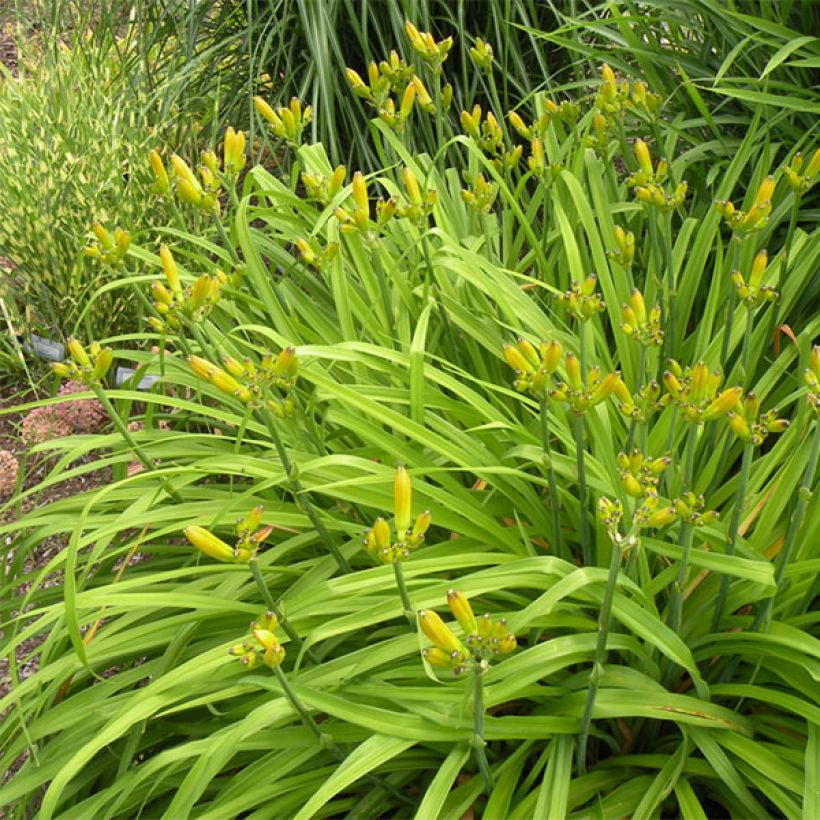 Hemerocallis Iron Gate Glacier - Emerocallide (Porto)