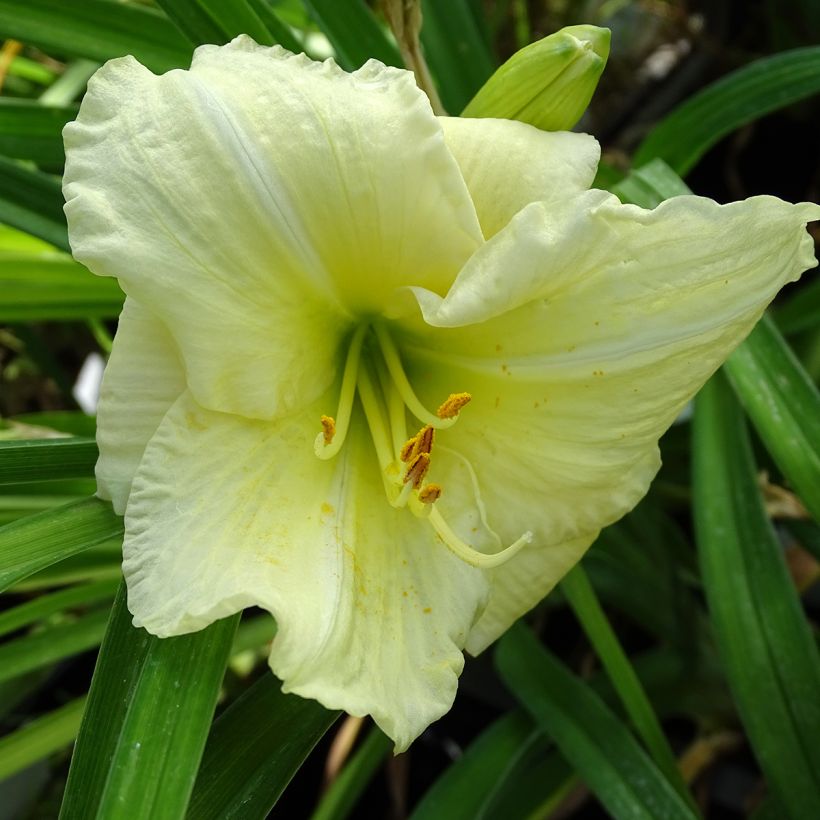 Hemerocallis Joan Senior - Emerocallide (Fioritura)