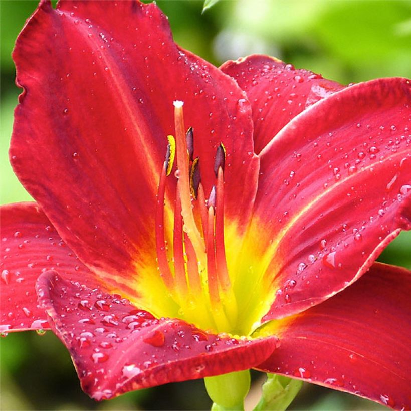 Hemerocallis Jolly Hearts - Emerocallide (Fioritura)