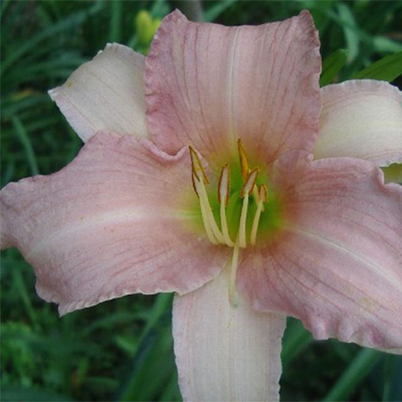 Hemerocallis Luxury Lace - Emerocallide (Fioritura)