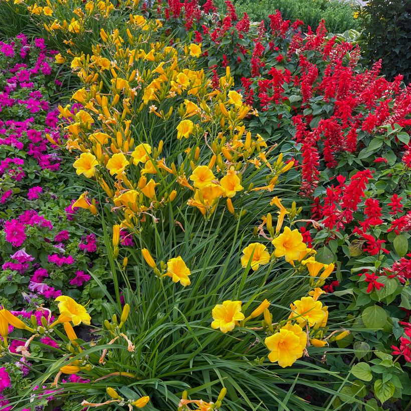 Hemerocallis Mini stella - Emerocallide (Porto)