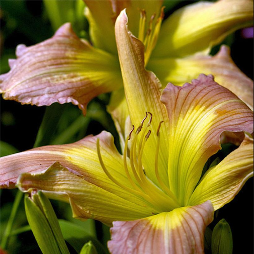 Hemerocallis Prague Spring - Emerocallide (Fioritura)