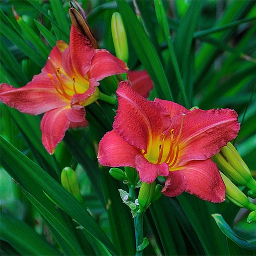 Hemerocallis Red Rum - Emerocallide (Fioritura)