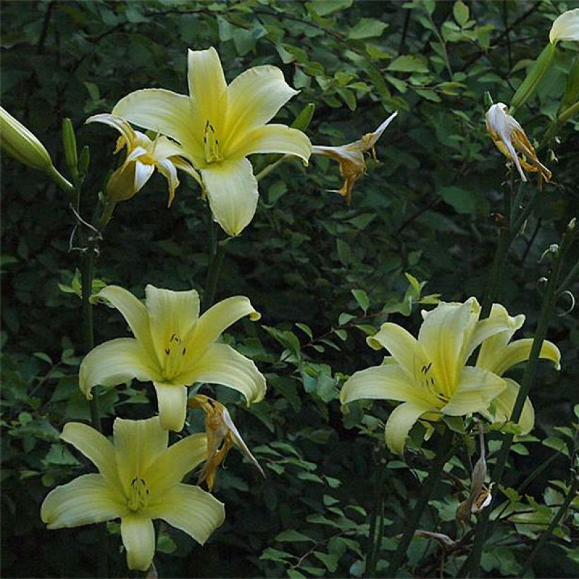 Hemerocallis Shooting Star - Emerocallide (Fioritura)