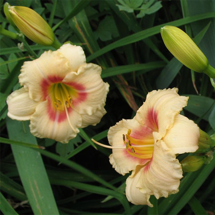 Hemerocallis Siloam Virginia Henson - Emerocallide (Fioritura)