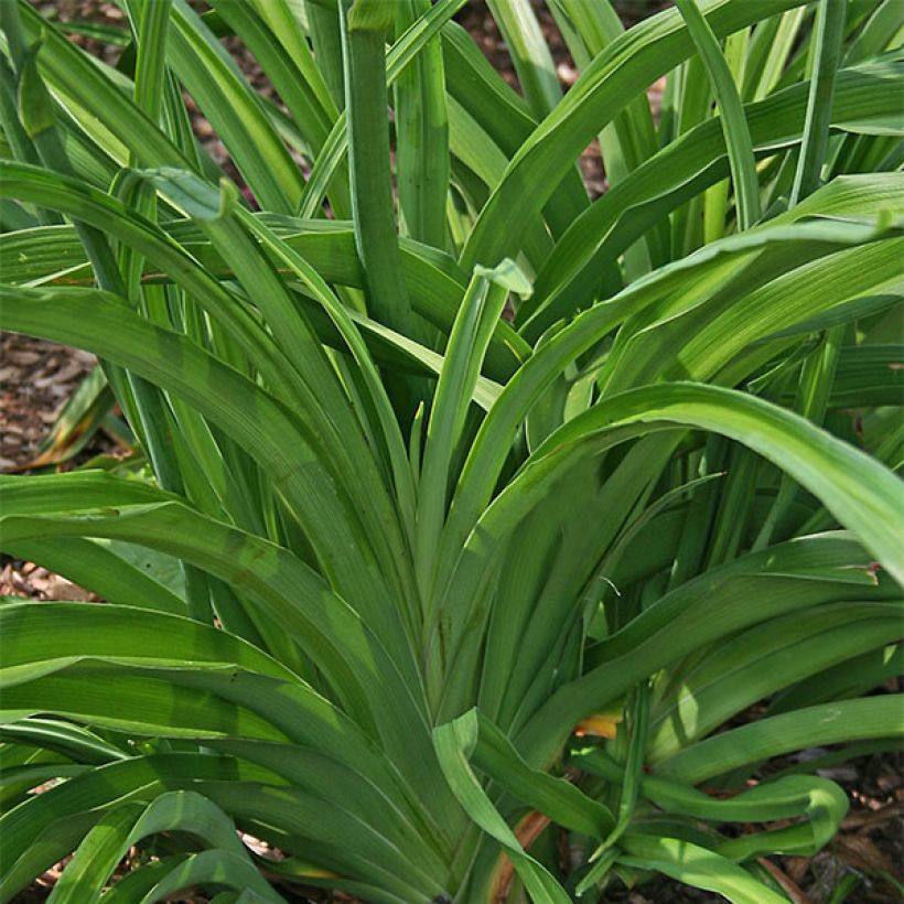 Hemerocallis Spacecoast Starburst - Emerocallide (Fogliame)