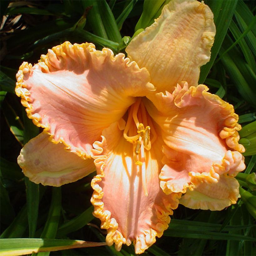 Hemerocallis Spacecoast Starburst - Emerocallide (Fioritura)