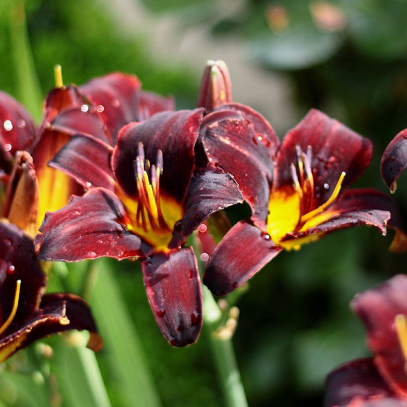 Hemerocallis Starling - Emerocallide (Fioritura)