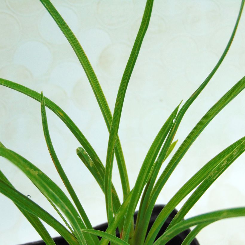 Hemerocallis Stella de Oro - Emerocallide (Fogliame)