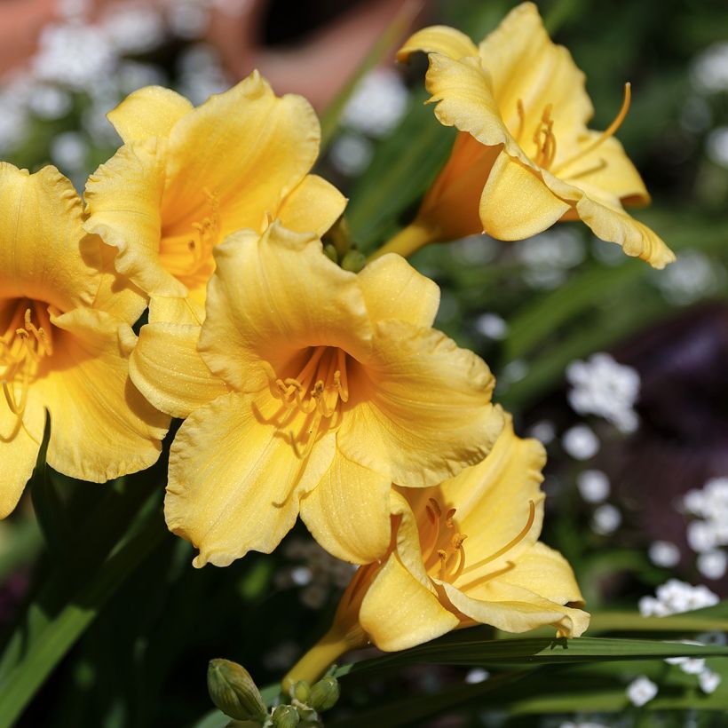 Hemerocallis Stella de Oro - Emerocallide (Fioritura)