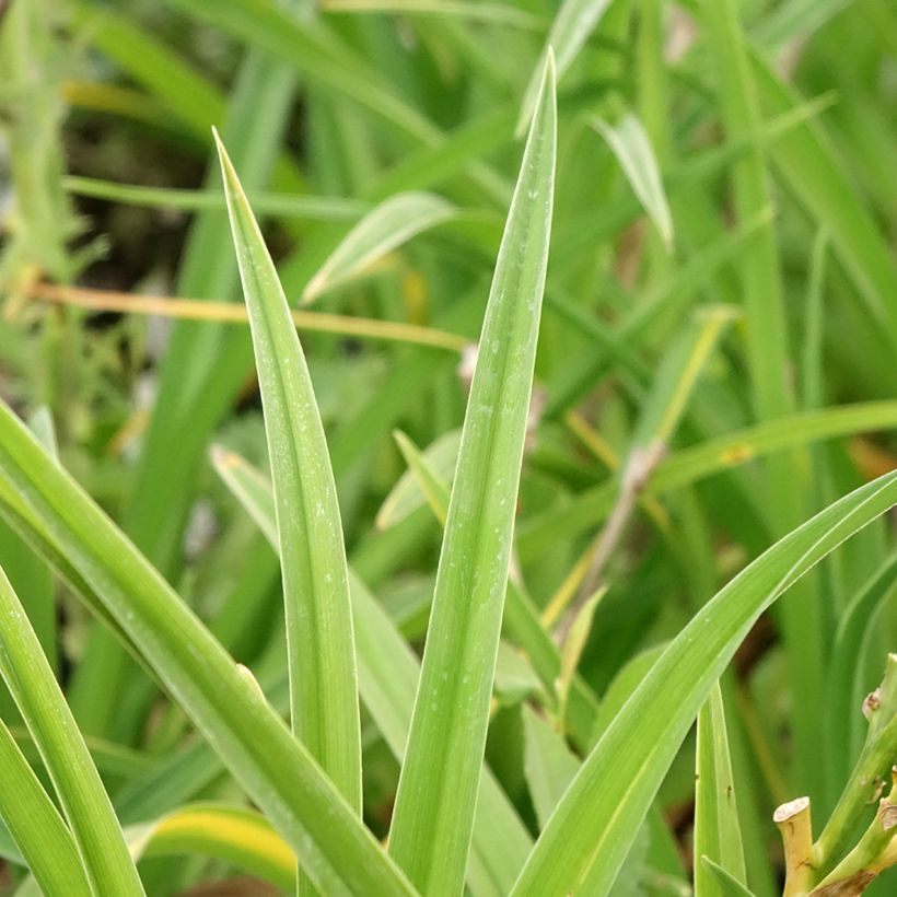 Hemerocallis Strawberry Candy - Emerocallide (Fogliame)