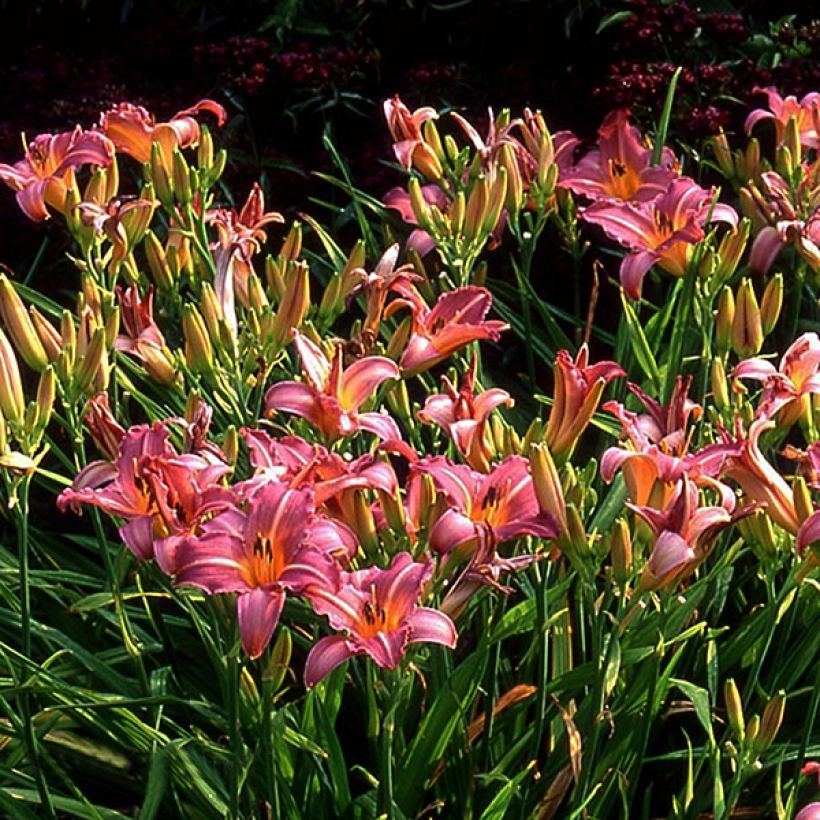 Hemerocallis Sugar Candy - Emerocallide (Fioritura)