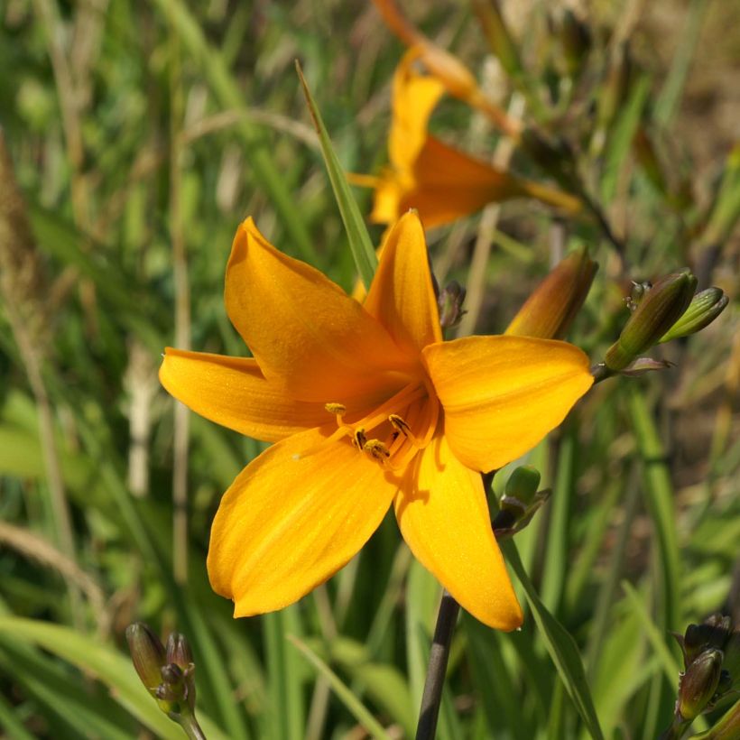 Hemerocallis Thumbelina - Emerocallide (Fioritura)