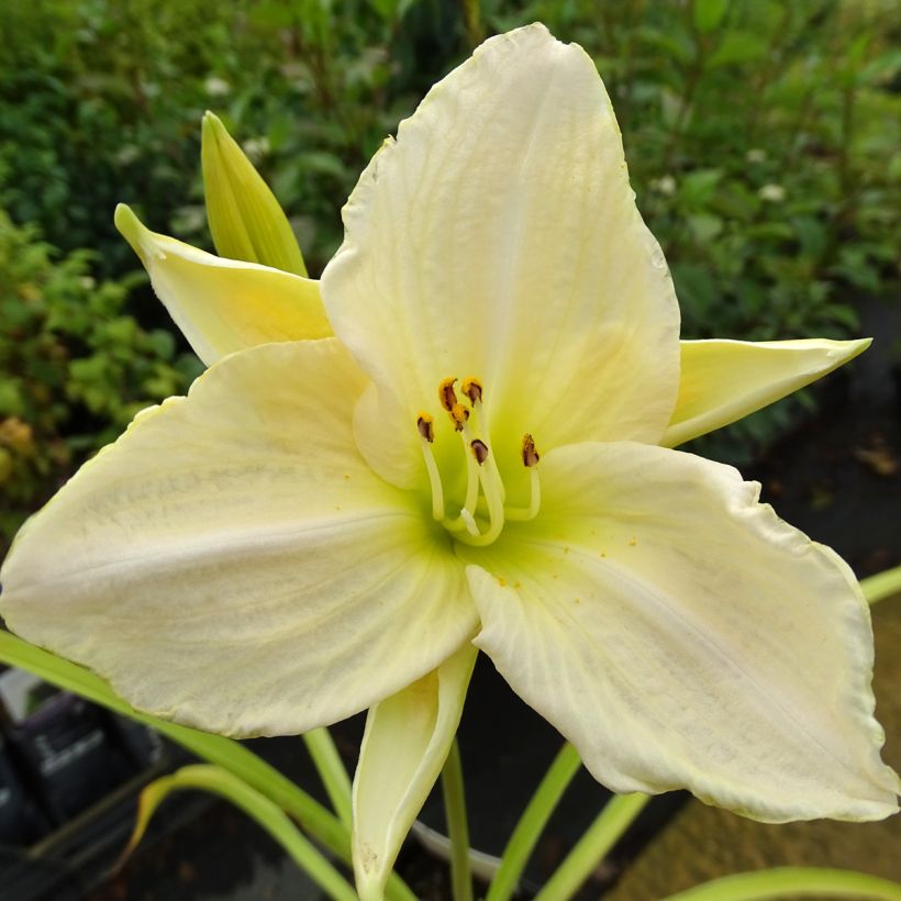 Hemerocallis White Temptation - Emerocallide (Fioritura)