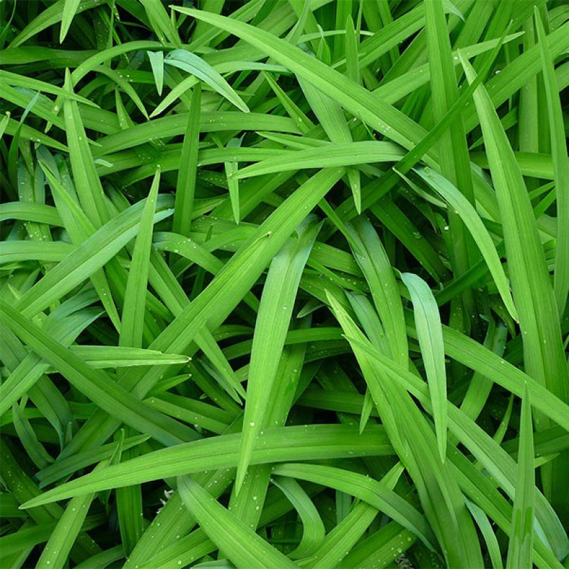 Hemerocallis citrina - Emerocallide (Fogliame)