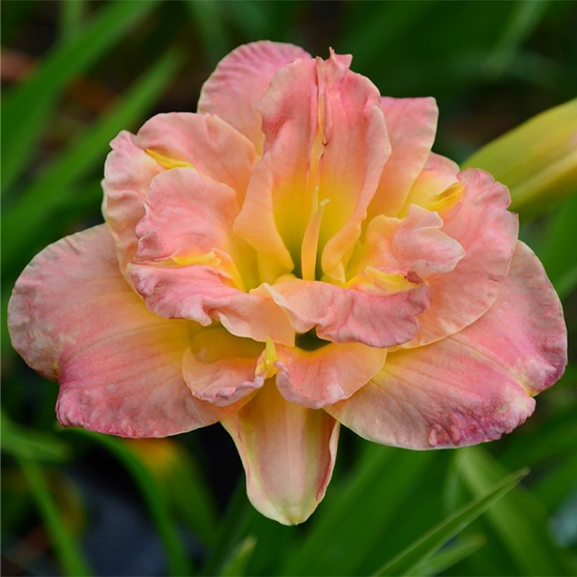 Hemerocallis Lacy Doily - Emerocallide (Fioritura)