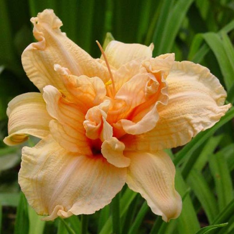 Hemerocallis Double Dream - Emerocallide (Fioritura)