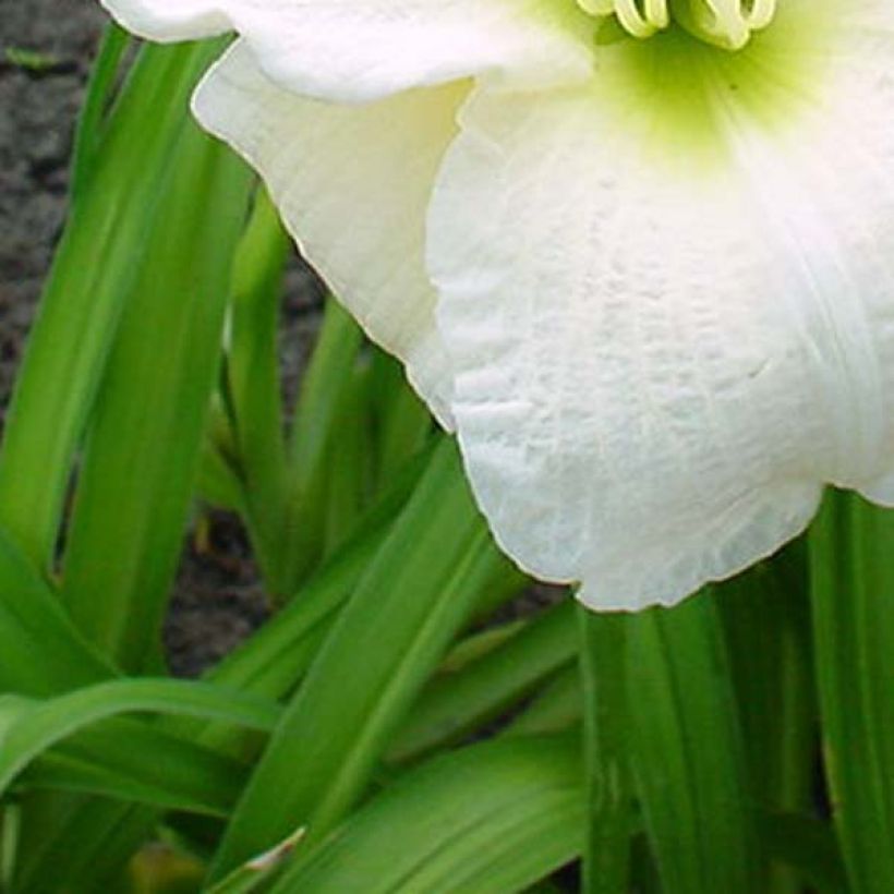 Hemerocallis Gentle Shepherd - Emerocallide (Fogliame)