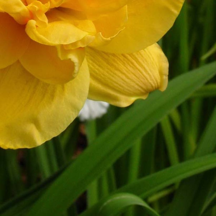 Hemerocallis Patricia Jojo - Emerocallide (Fogliame)