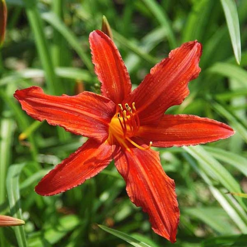 Hemerocallis Sammy Russell - Emerocallide (Fioritura)