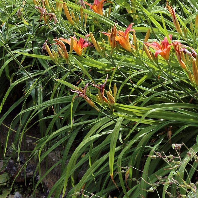 Hemerocallis fulva - Giglio di San Giuseppe (Fogliame)