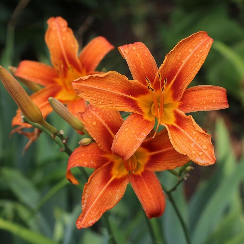 Hemerocallis fulva - Giglio di San Giuseppe (Fioritura)