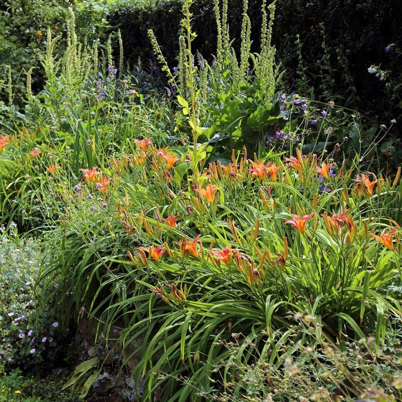 Hemerocallis fulva - Giglio di San Giuseppe (Porto)