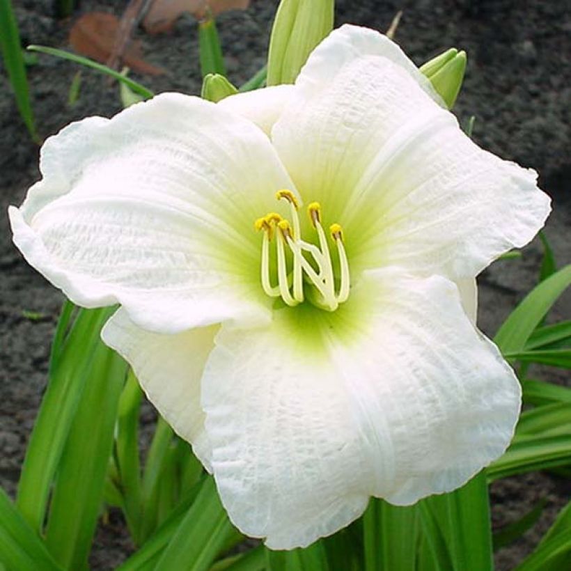 Hemerocallis Gentle Shepherd - Emerocallide (Fioritura)