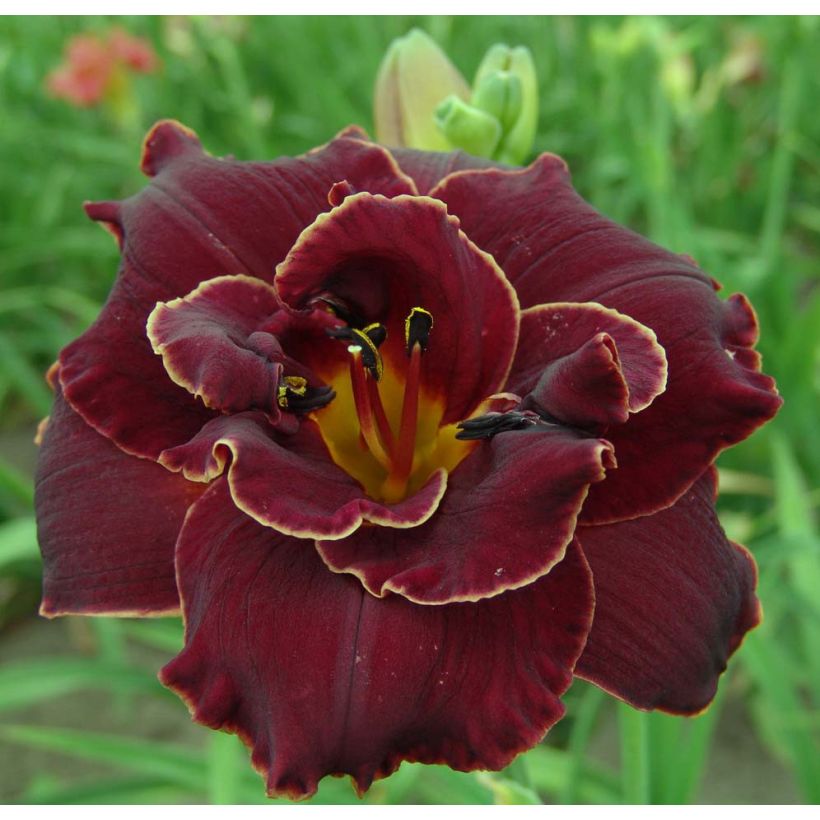 Hemerocallis Night Embers - Emerocallide (Fioritura)