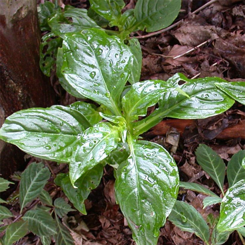 Hemiboea subcapitata (Fogliame)