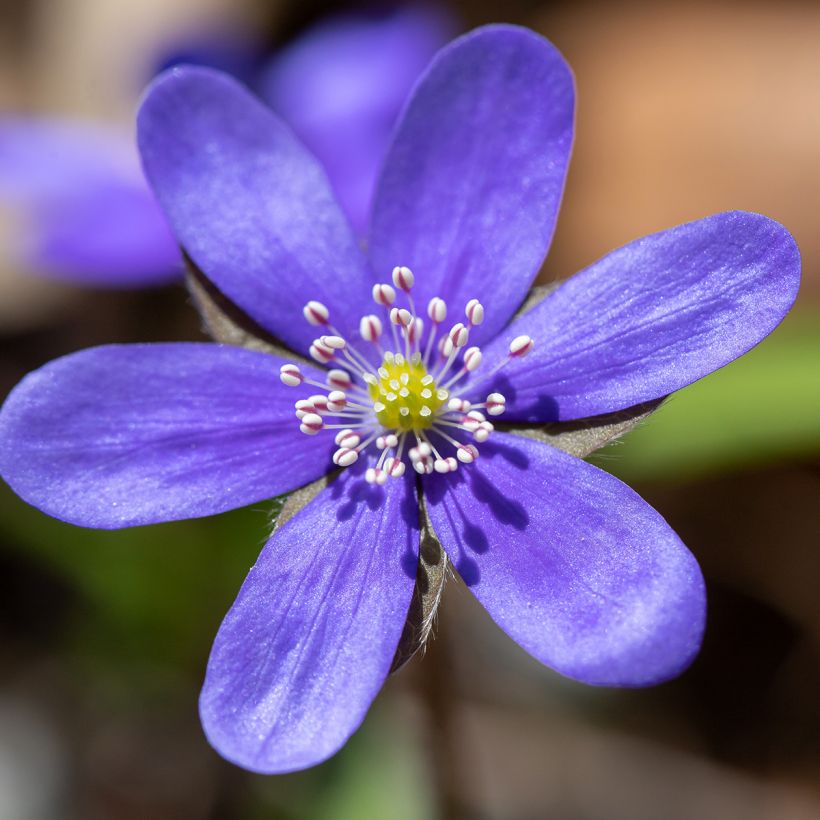 Hepatica nobilis - Erba trinità (Fioritura)