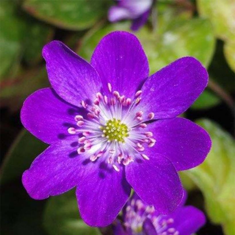 Hepatica nobilis Purple Forest - Erba trinità (Fioritura)