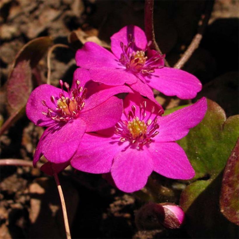 Hepatica nobilis Red Forest - Erba trinità (Fioritura)