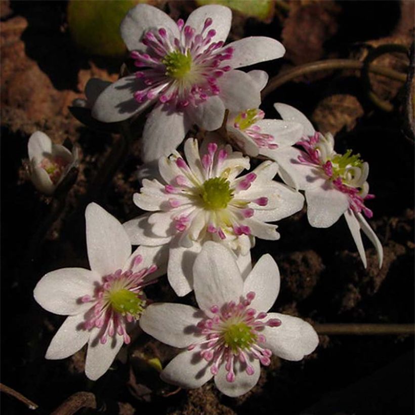 Hepatica nobilis White Forest - Erba trinità (Fioritura)