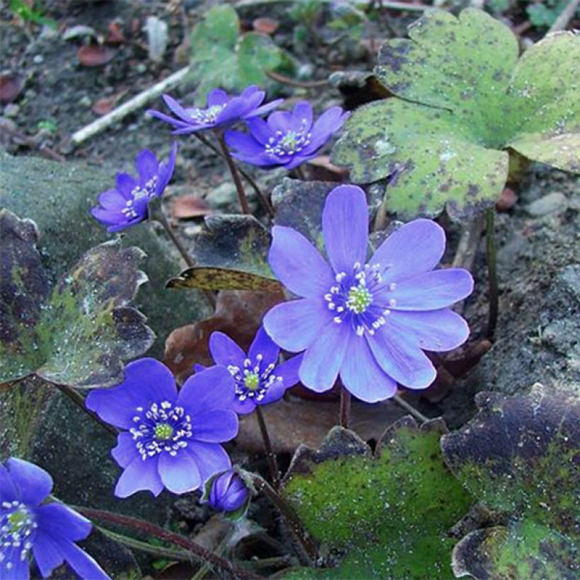 Hepatica transsilvanica Blue Jewel (Fioritura)