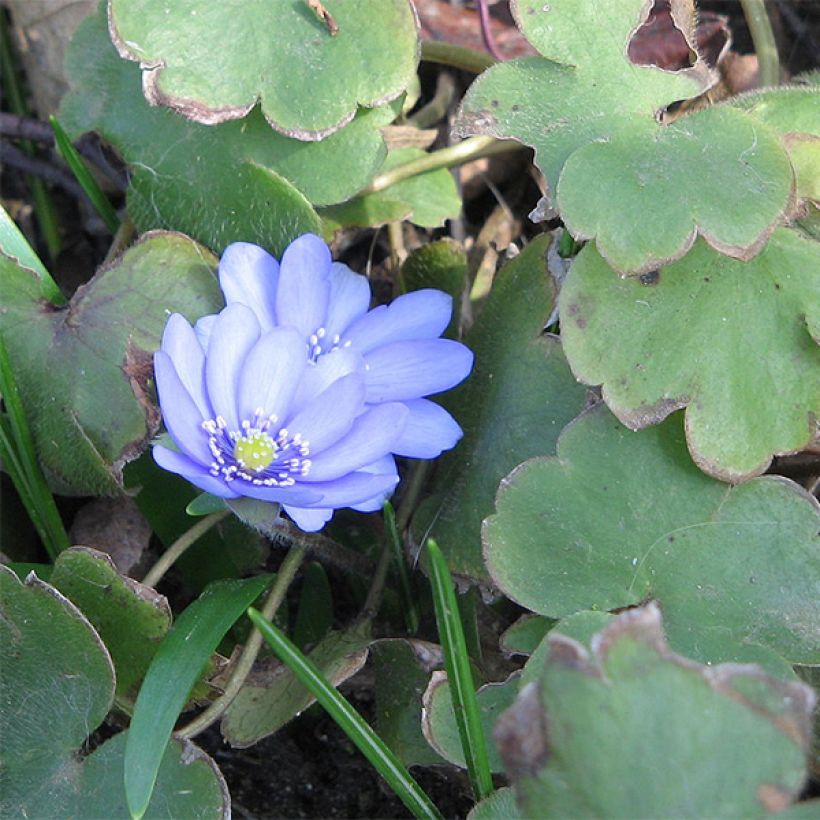 Hepatica transsilvanica De Buis (Fogliame)