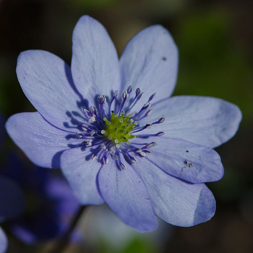 Hepatica transsilvanica De Buis (Fioritura)