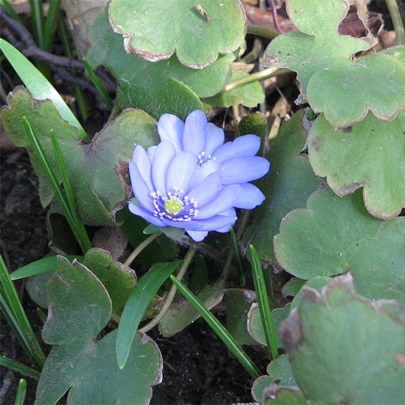 Hepatica transsilvanica De Buis (Porto)