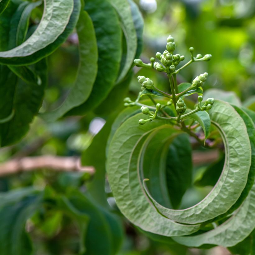 Heptacodium miconioides Temple of Bloom (Fogliame)