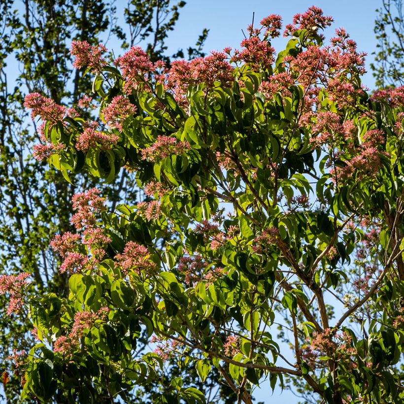 Heptacodium miconioides Temple of Bloom (Porto)