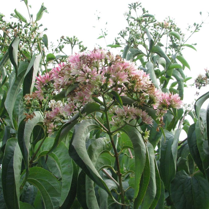 Heptacodium miconioides Tianshan (Fioritura)