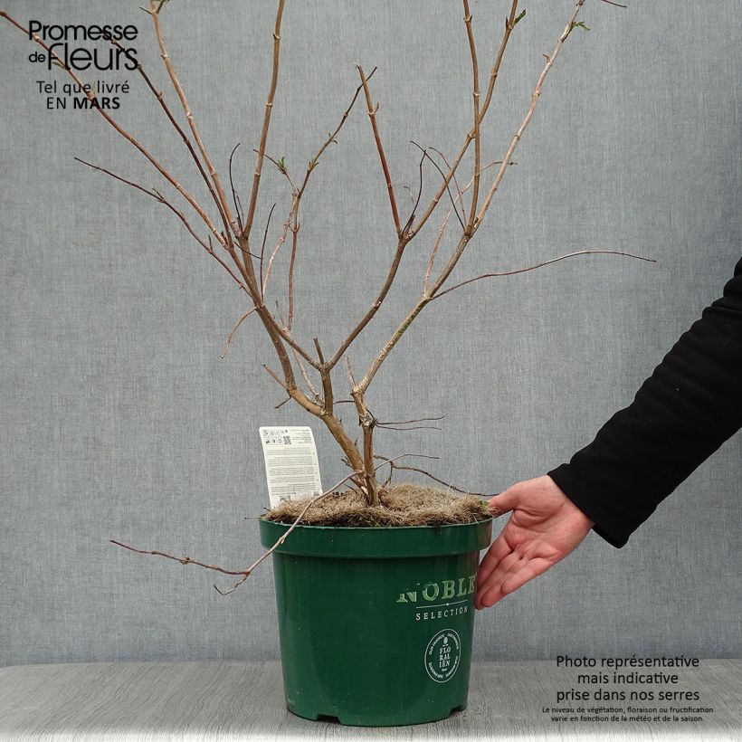 Heptacodium miconioides en pot de 10L. esemplare consegnato in inverno