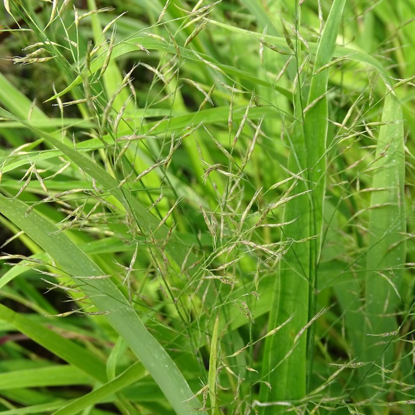 Hakonechloa macra - Erba della foresta giapponese (Fioritura)