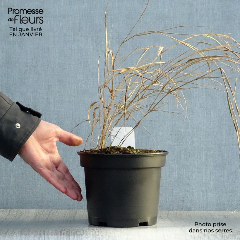 Herbe du Japon - Hakonechloa macra en pot de 2L/3L esemplare consegnato in inverno