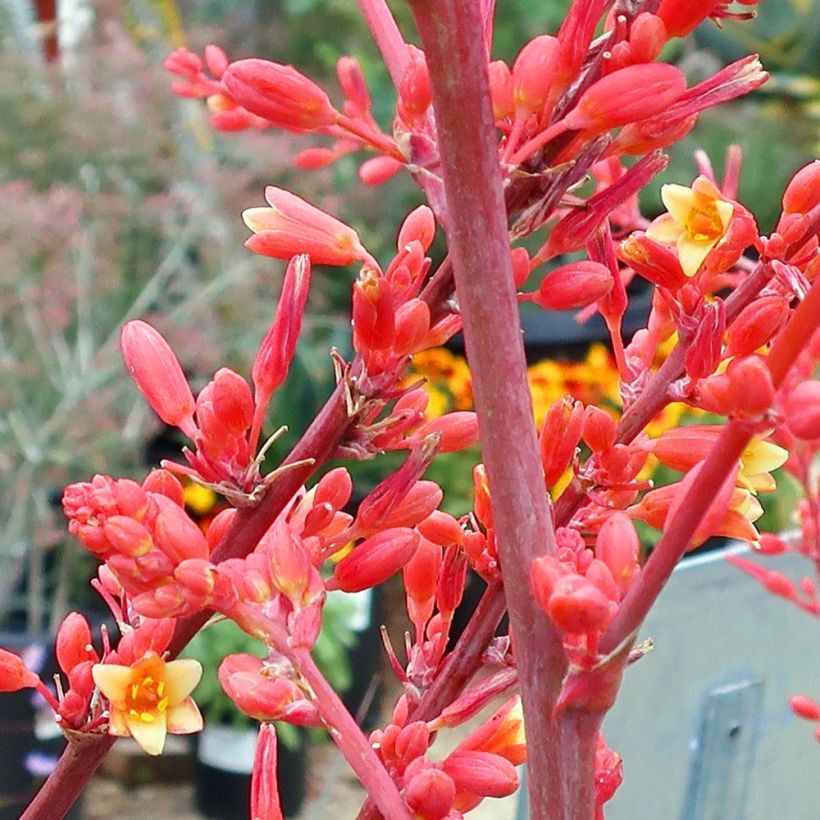 Hesperaloe parviflora - Yucca rossa (Fioritura)